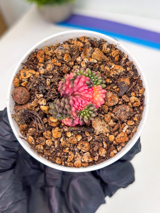 Starter Plants!! Gymnocalycium Inermis Cristata | (gy10) (b2)