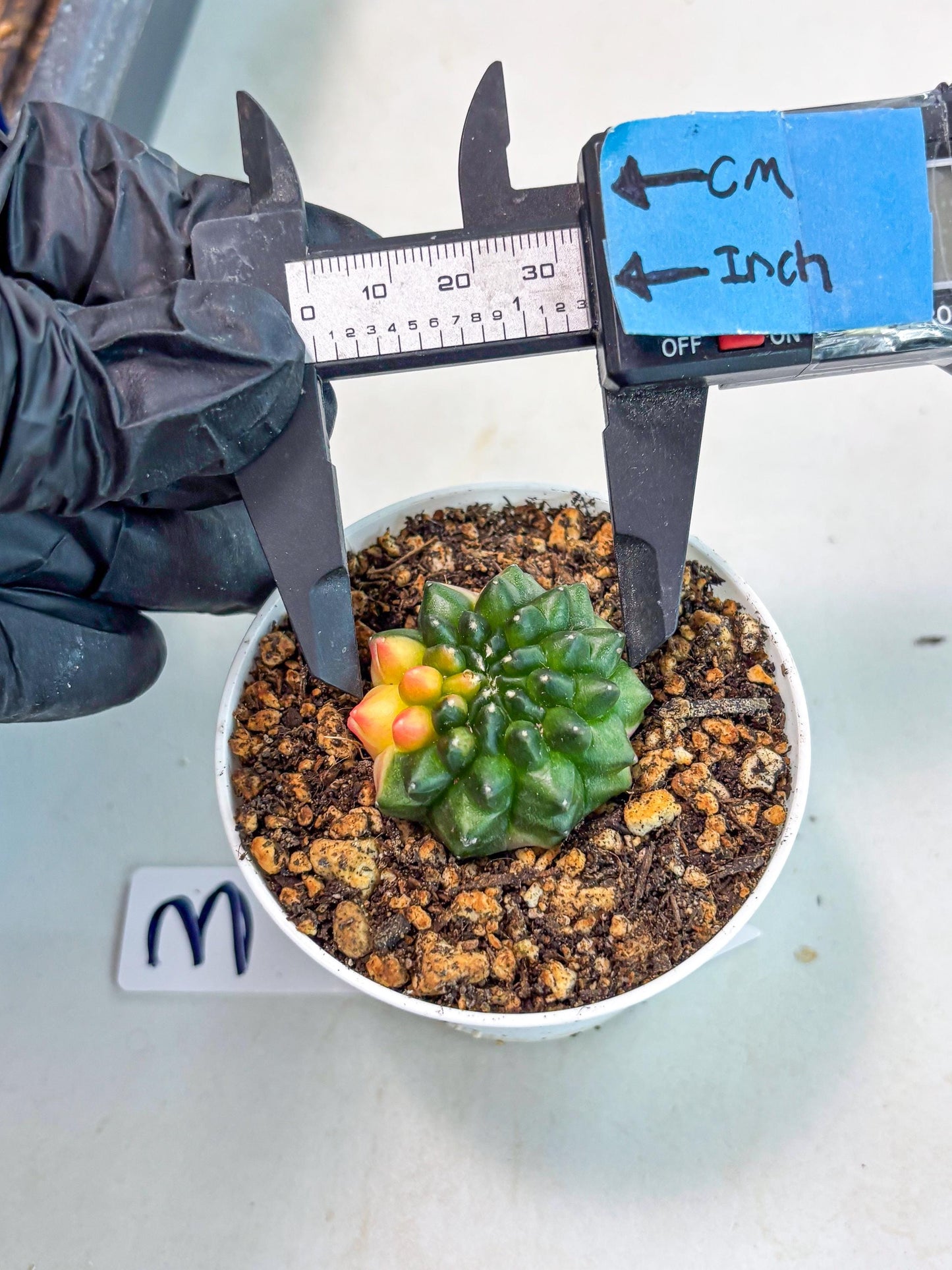 Starter Plants!! Gymnocalycium Inermis Cristata | (gy10) (b3)