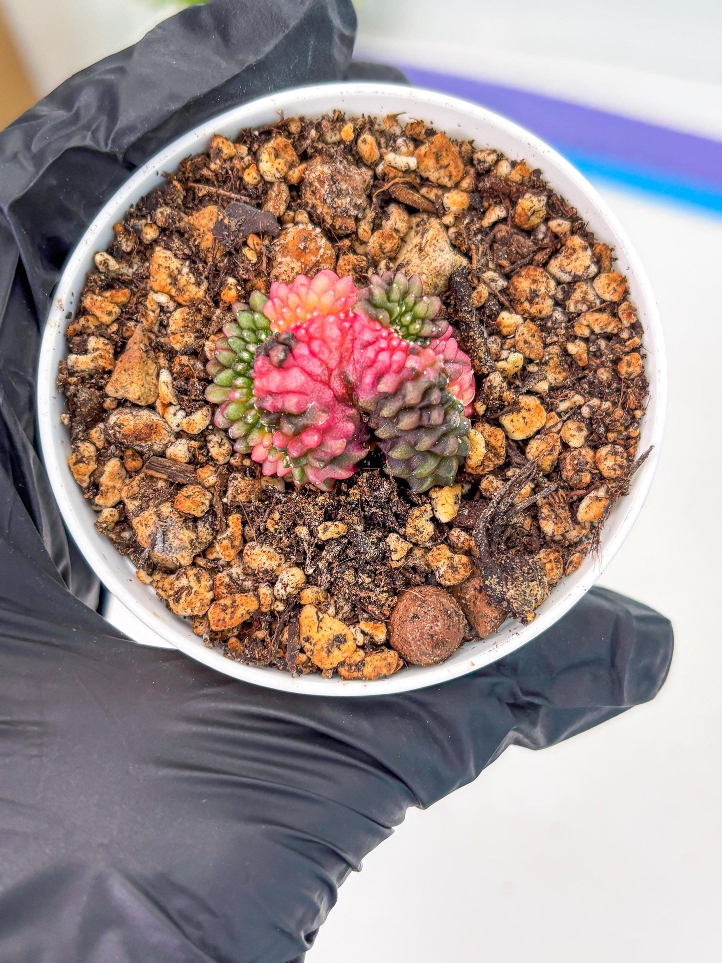 Starter Plants!! Gymnocalycium Inermis Cristata | (gy10) (b2)