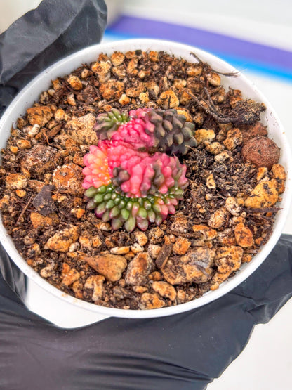 Starter Plants!! Gymnocalycium Inermis Cristata | (gy10) (b2)