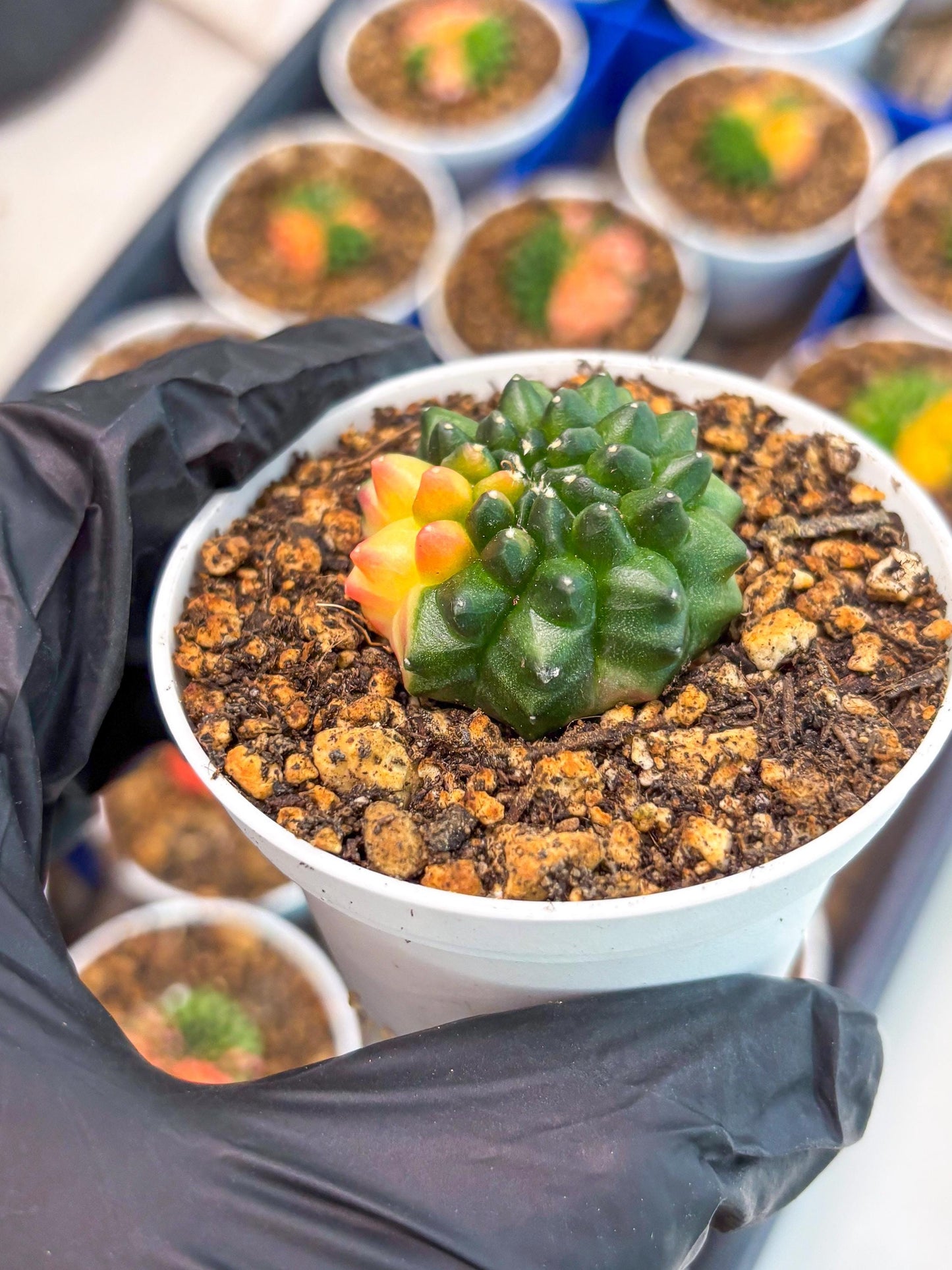 Starter Plants!! Gymnocalycium Inermis Cristata | (gy10) (b3)