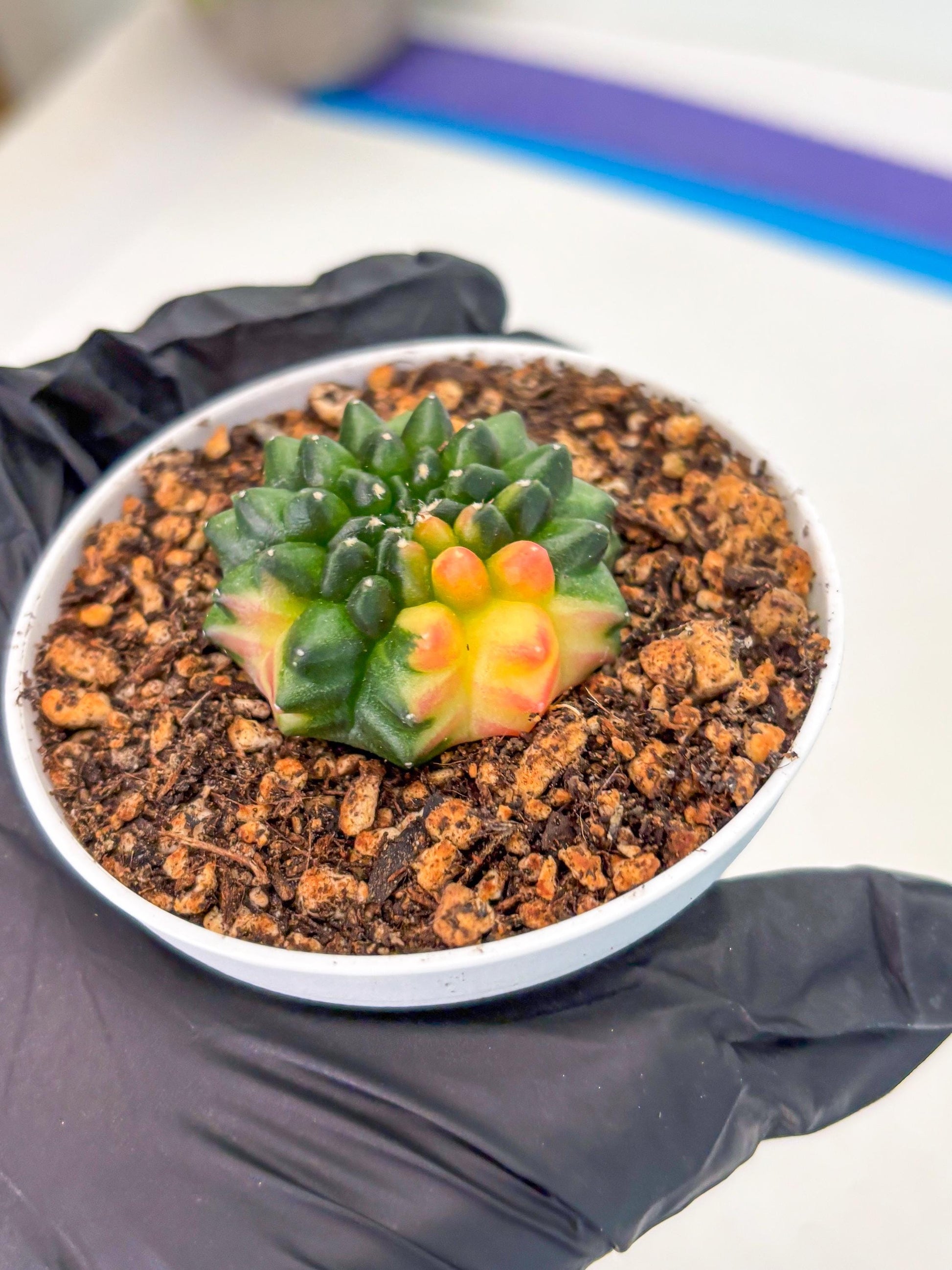 Starter Plants!! Gymnocalycium Inermis Cristata | (gy10) (b3)