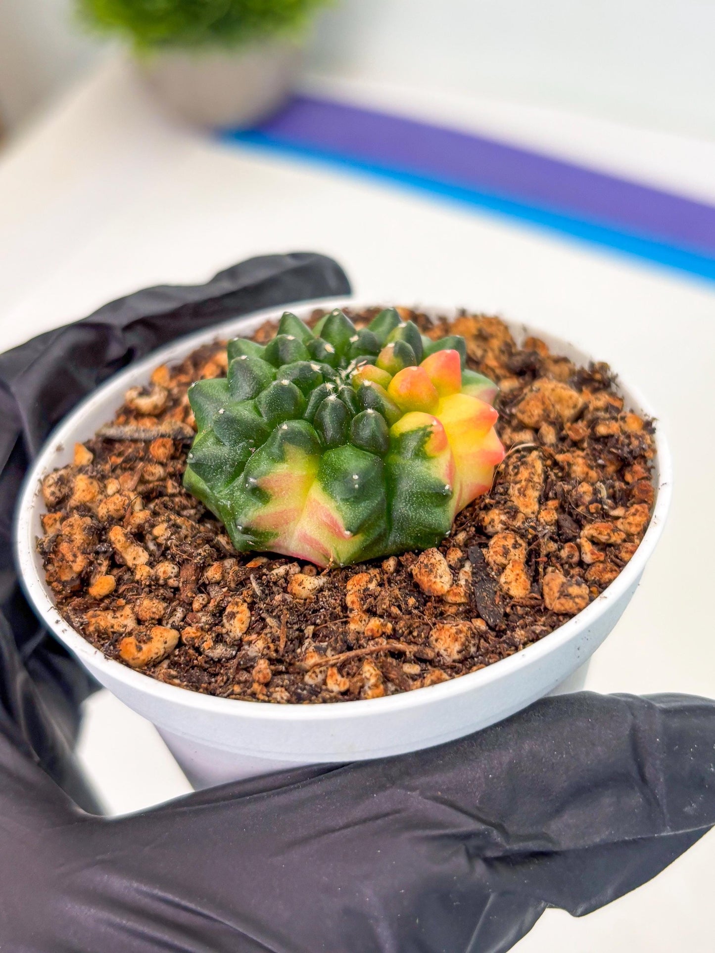 Starter Plants!! Gymnocalycium Inermis Cristata | (gy10) (b3)