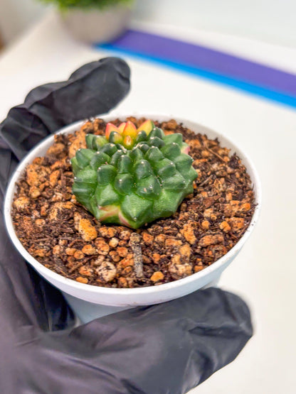 Starter Plants!! Gymnocalycium Inermis Cristata | (gy10) (b3)