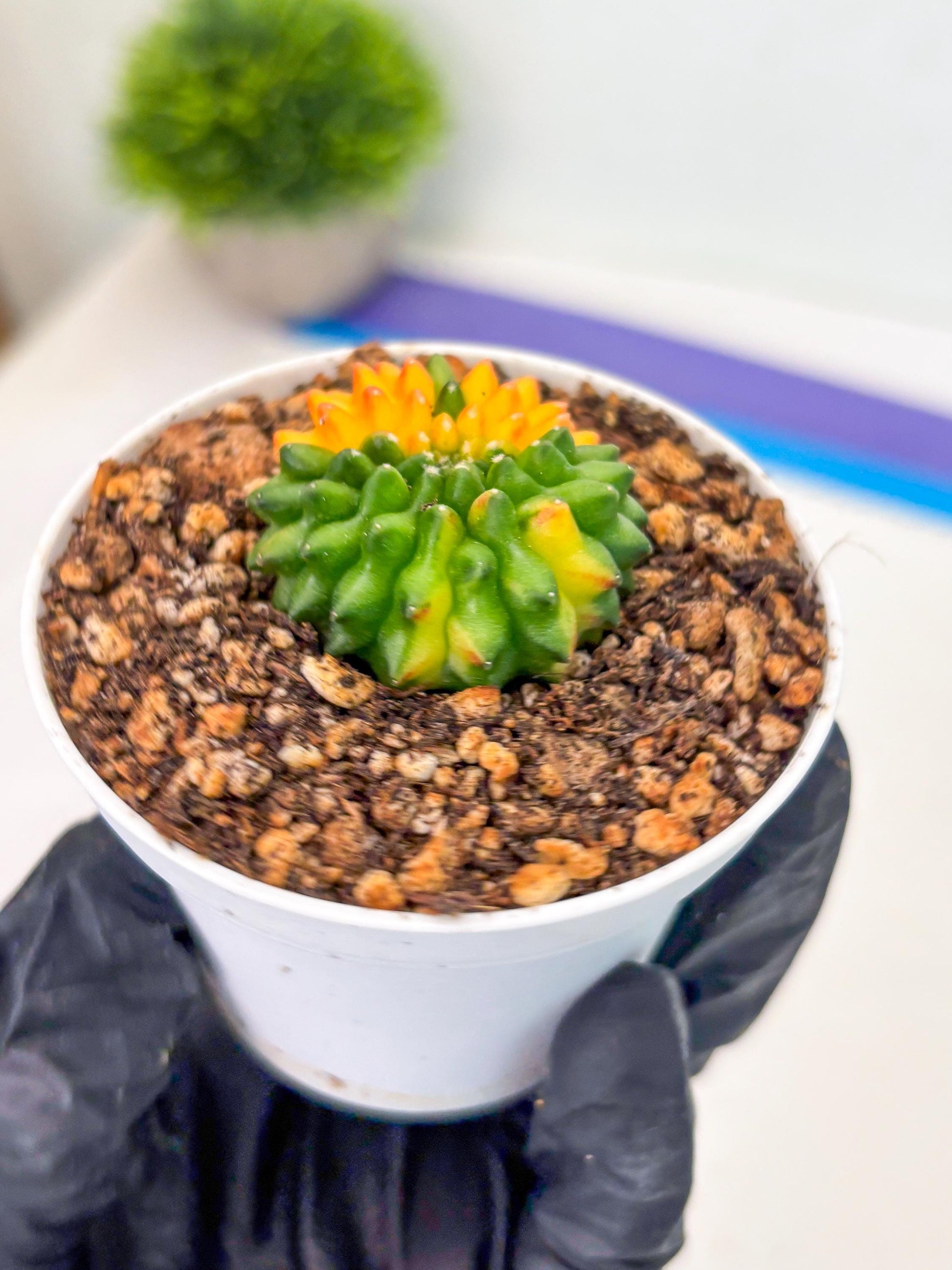 Starter Plants!! Gymnocalycium Inermis Cristata | (gy10) (b4)