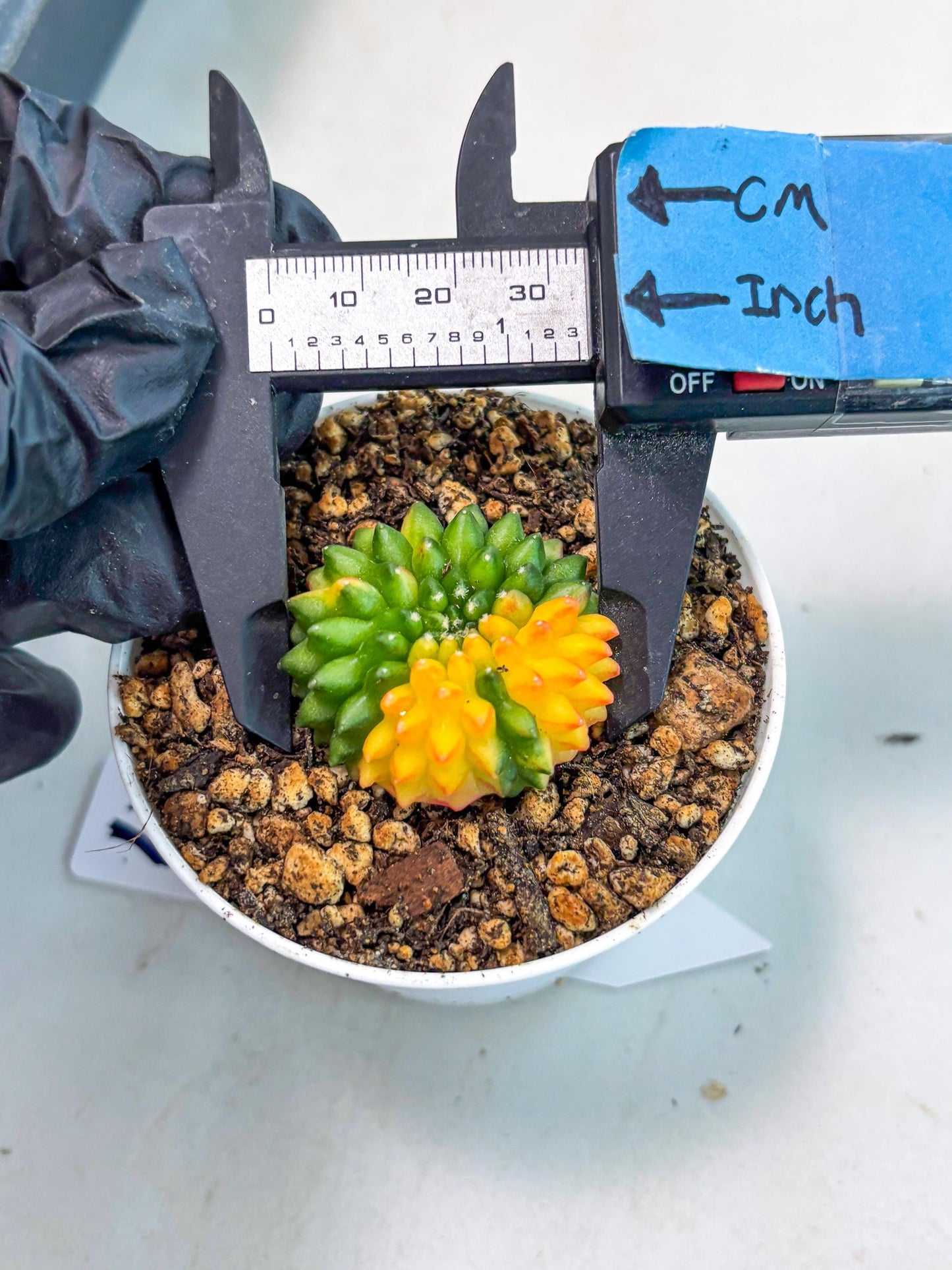 Starter Plants!! Gymnocalycium Inermis Cristata | (gy10) (b4)