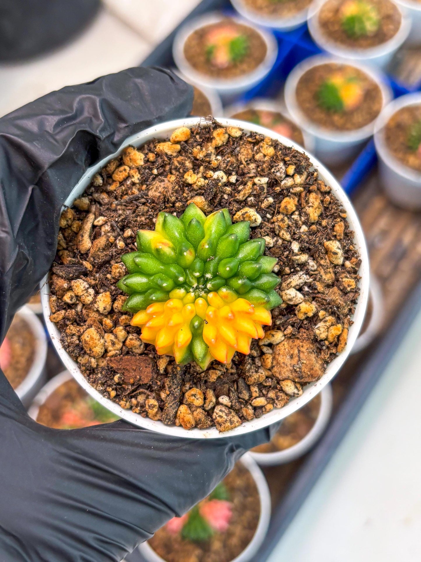 Starter Plants!! Gymnocalycium Inermis Cristata | (gy10) (b4)