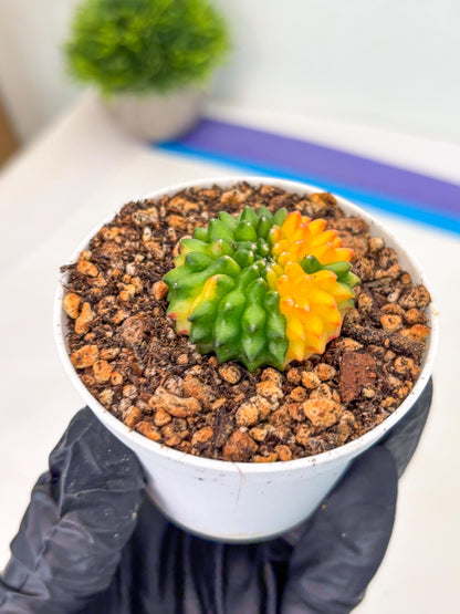 Starter Plants!! Gymnocalycium Inermis Cristata | (gy10) (b4)