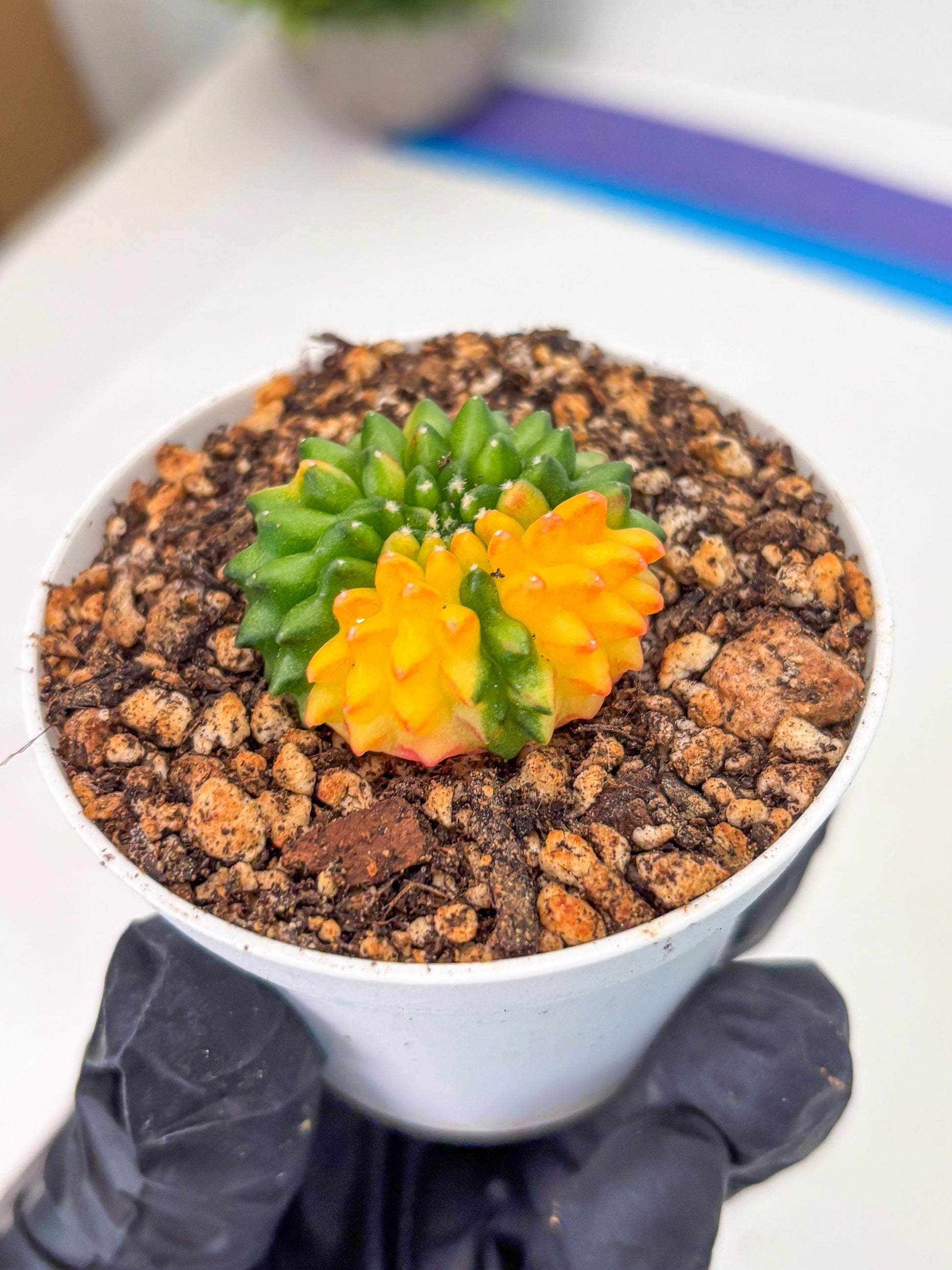 Starter Plants!! Gymnocalycium Inermis Cristata | (gy10) (b4)