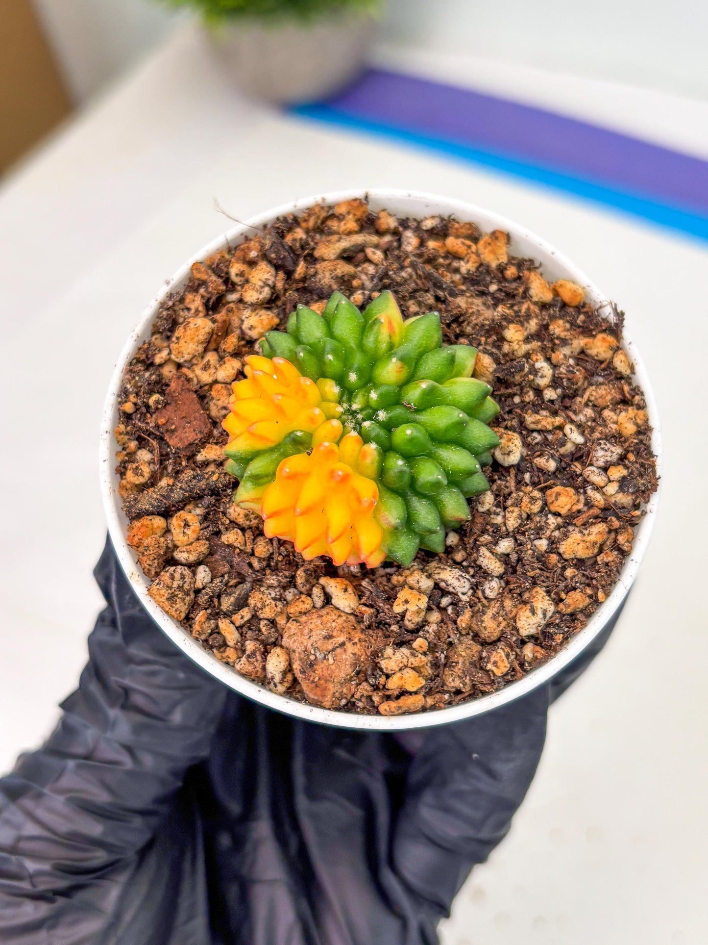 Starter Plants!! Gymnocalycium Inermis Cristata | (gy10) (b4)