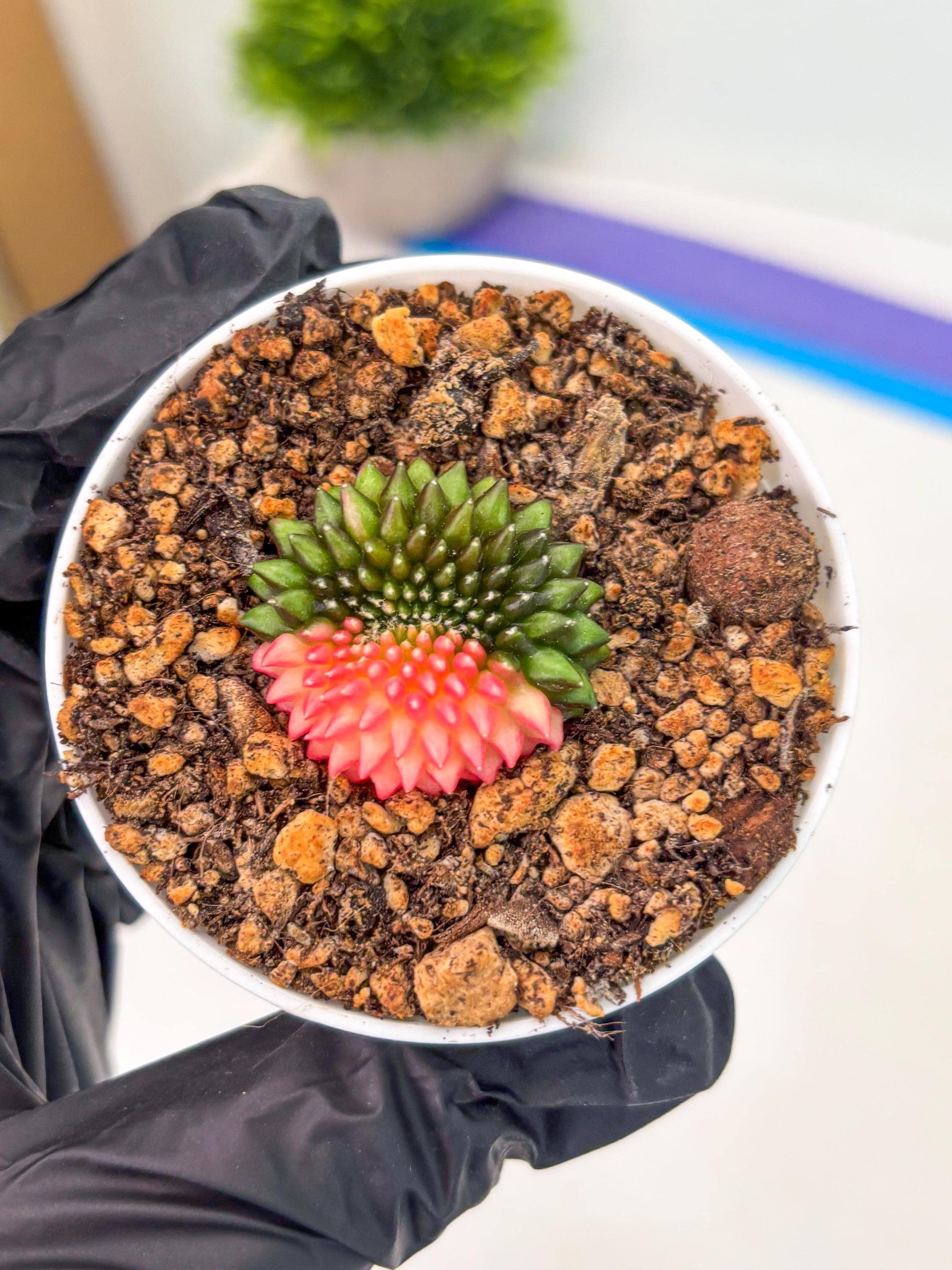 Starter Plants!! Gymnocalycium Inermis Cristata | (gy10) (b5)