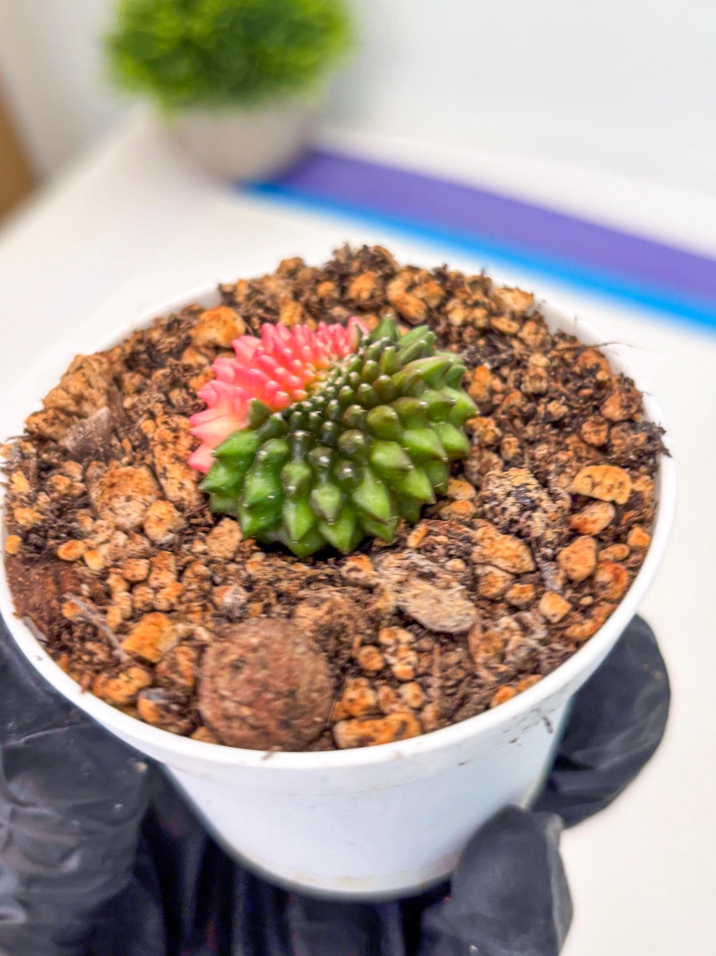 Starter Plants!! Gymnocalycium Inermis Cristata | (gy10) (b5)