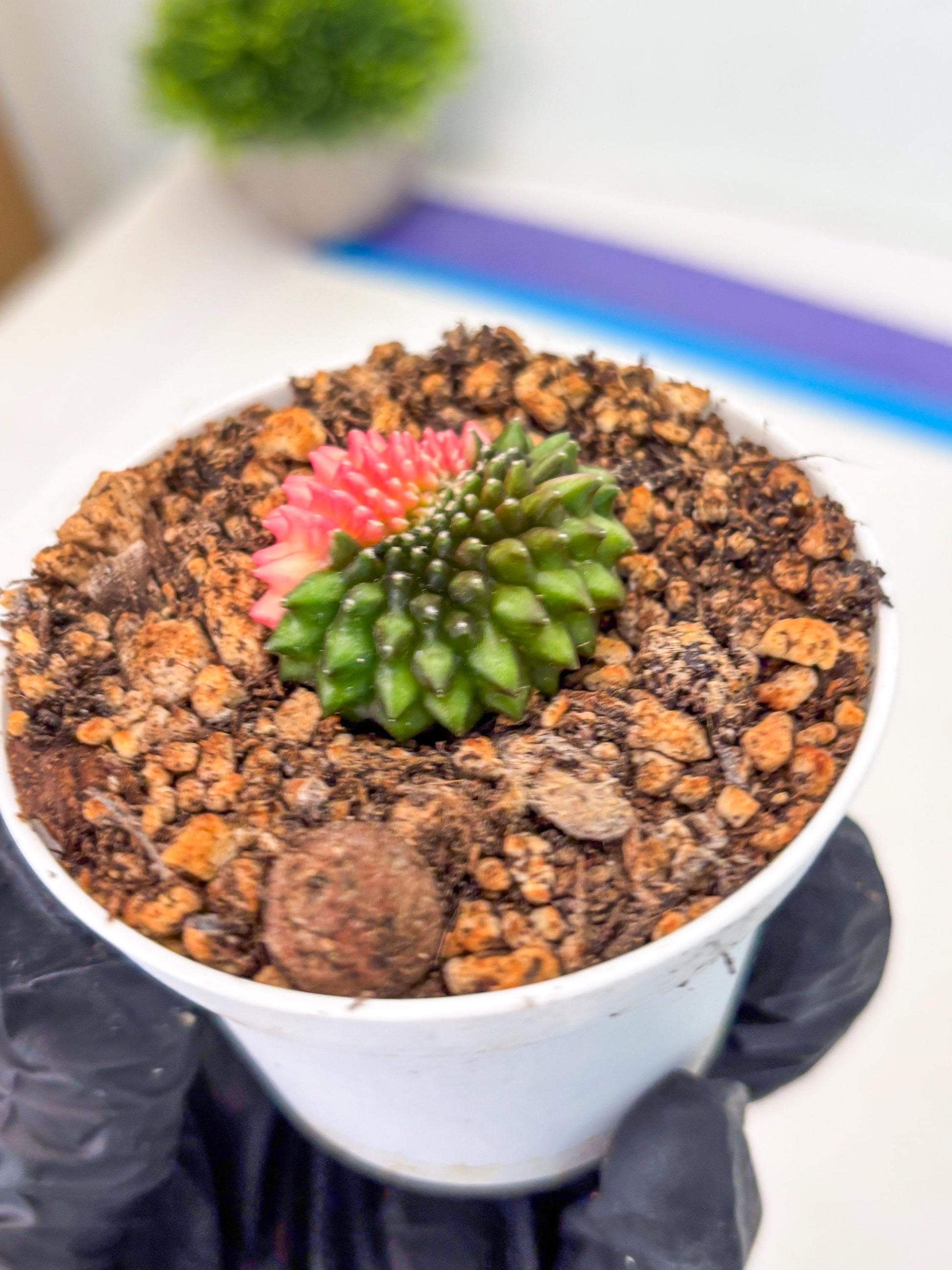 Starter Plants!! Gymnocalycium Inermis Cristata | (gy10) (b5)