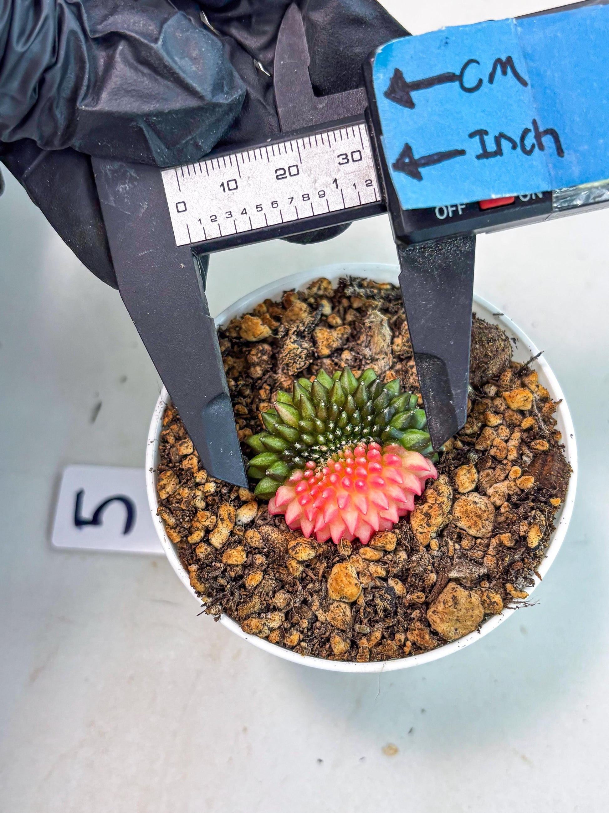 Starter Plants!! Gymnocalycium Inermis Cristata | (gy10) (b5)