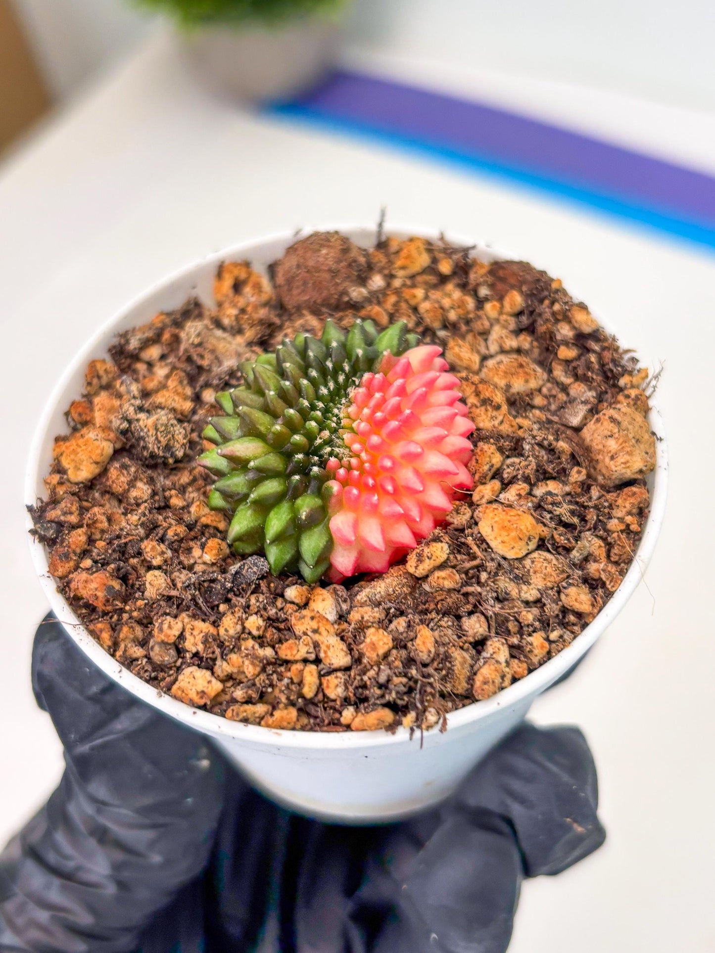Starter Plants!! Gymnocalycium Inermis Cristata | (gy10) (b5)