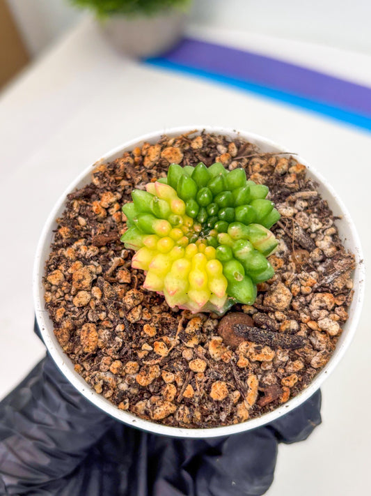 Starter Plants!! Gymnocalycium Inermis Cristata | (gy10) (b6)