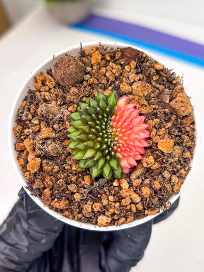 Starter Plants!! Gymnocalycium Inermis Cristata | (gy10) (b5)