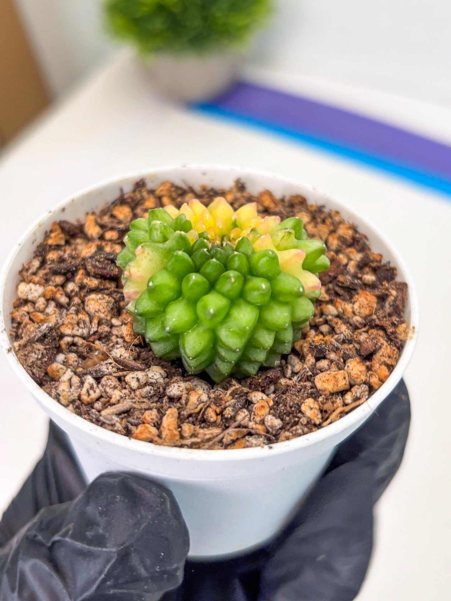Starter Plants!! Gymnocalycium Inermis Cristata | (gy10) (b6)