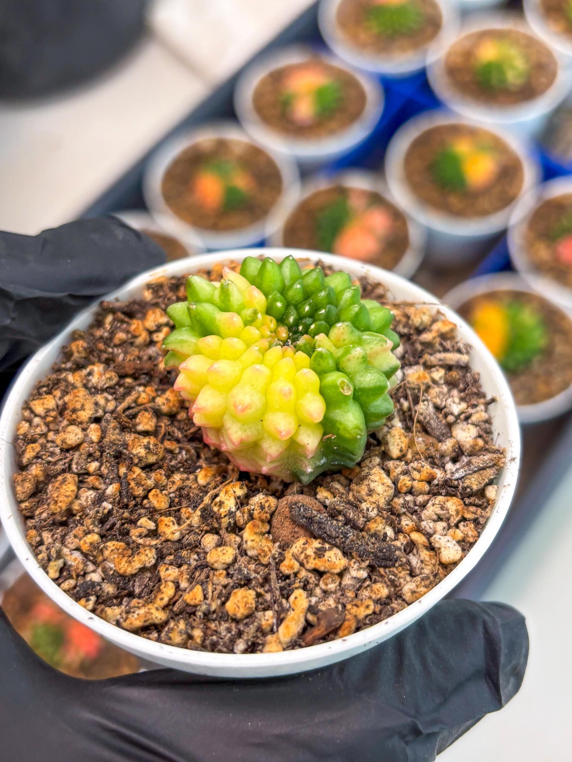 Starter Plants!! Gymnocalycium Inermis Cristata | (gy10) (b6)