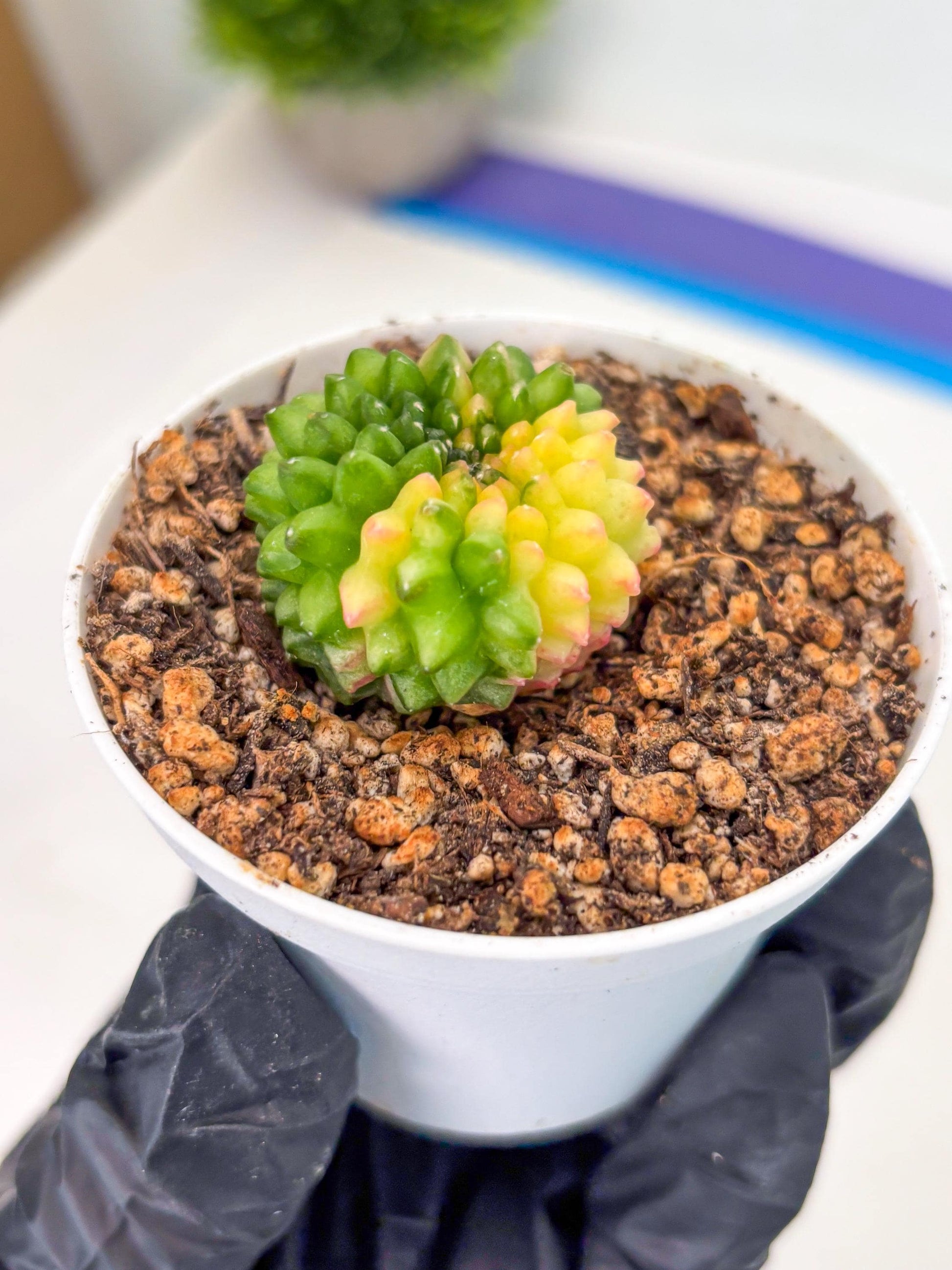 Starter Plants!! Gymnocalycium Inermis Cristata | (gy10) (b6)