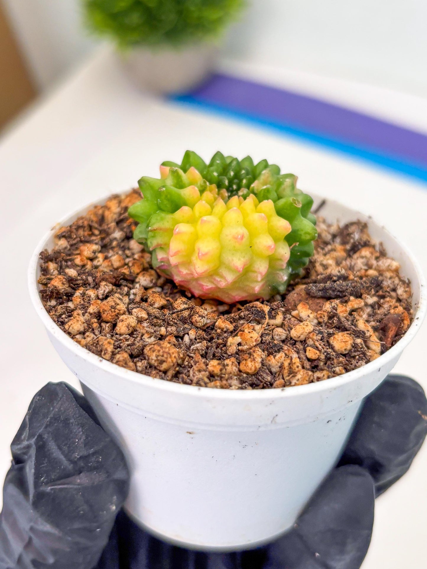 Starter Plants!! Gymnocalycium Inermis Cristata | (gy10) (b6)