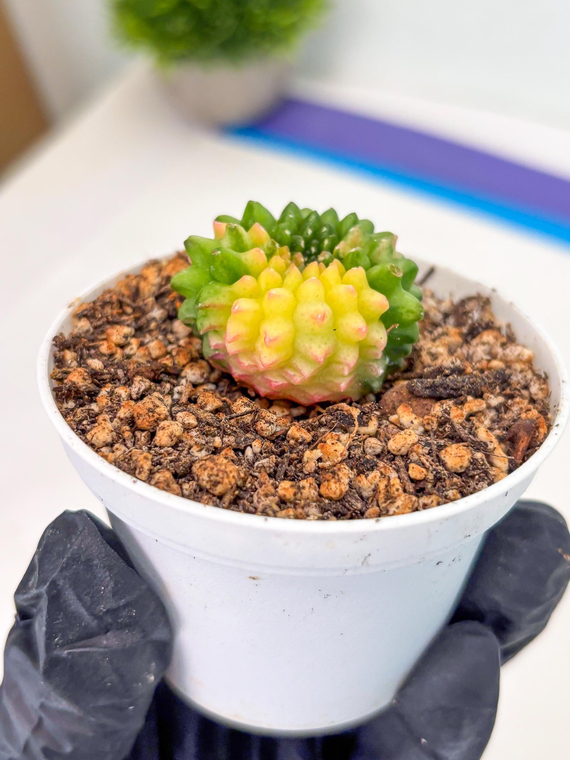 Starter Plants!! Gymnocalycium Inermis Cristata | (gy10) (b6)