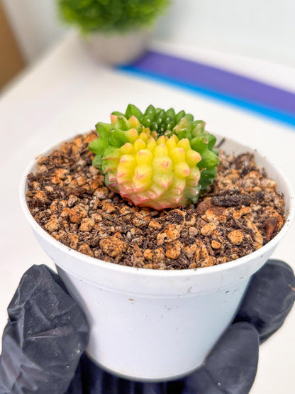 Starter Plants!! Gymnocalycium Inermis Cristata | (gy10) (b6)