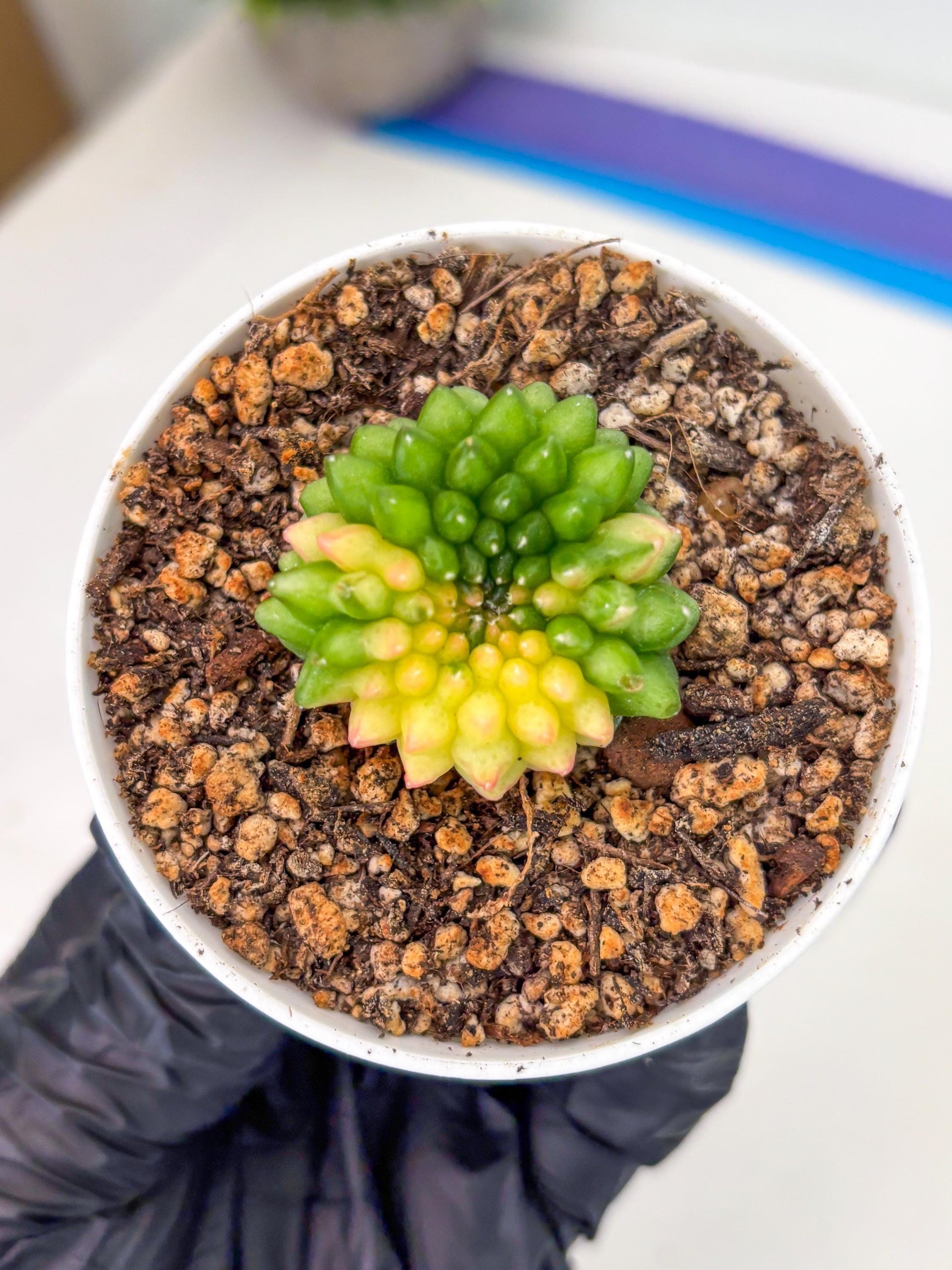 Starter Plants!! Gymnocalycium Inermis Cristata | (gy10) (b6)