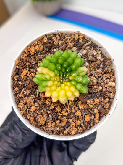Starter Plants!! Gymnocalycium Inermis Cristata | (gy10) (b6)