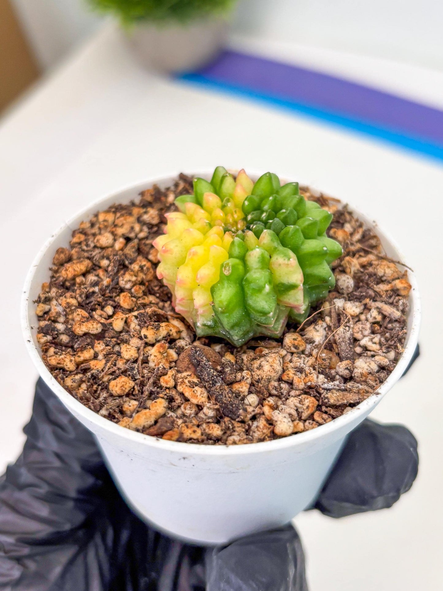 Starter Plants!! Gymnocalycium Inermis Cristata | (gy10) (b6)