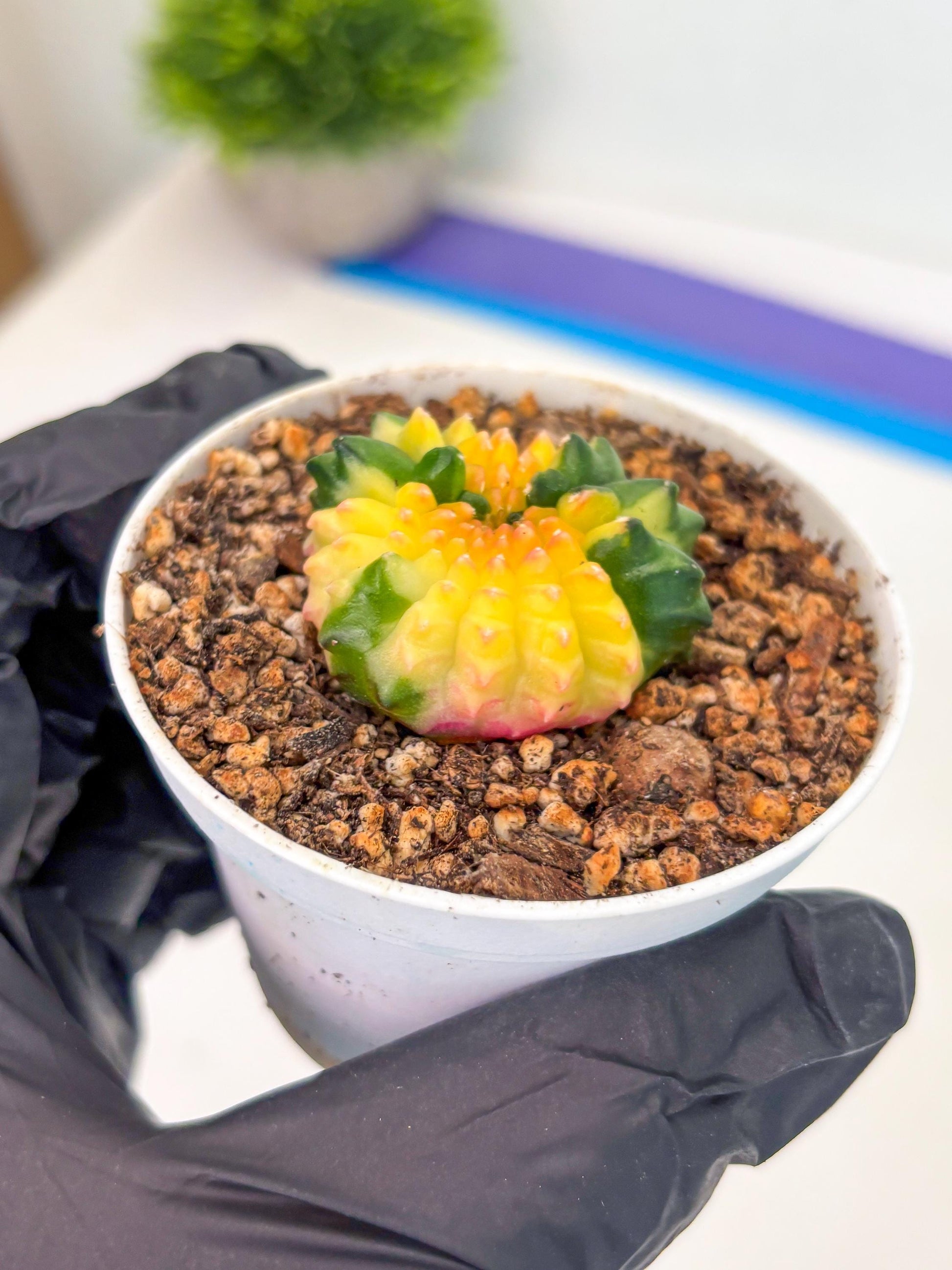 Starter Plants!! Gymnocalycium Inermis Cristata | (gy10) (b7)