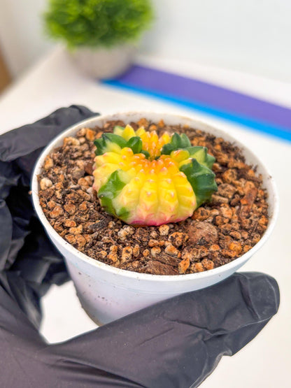 Starter Plants!! Gymnocalycium Inermis Cristata | (gy10) (b7)