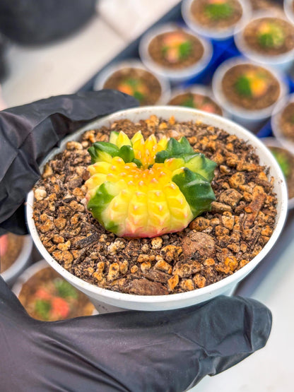 Starter Plants!! Gymnocalycium Inermis Cristata | (gy10) (b7)