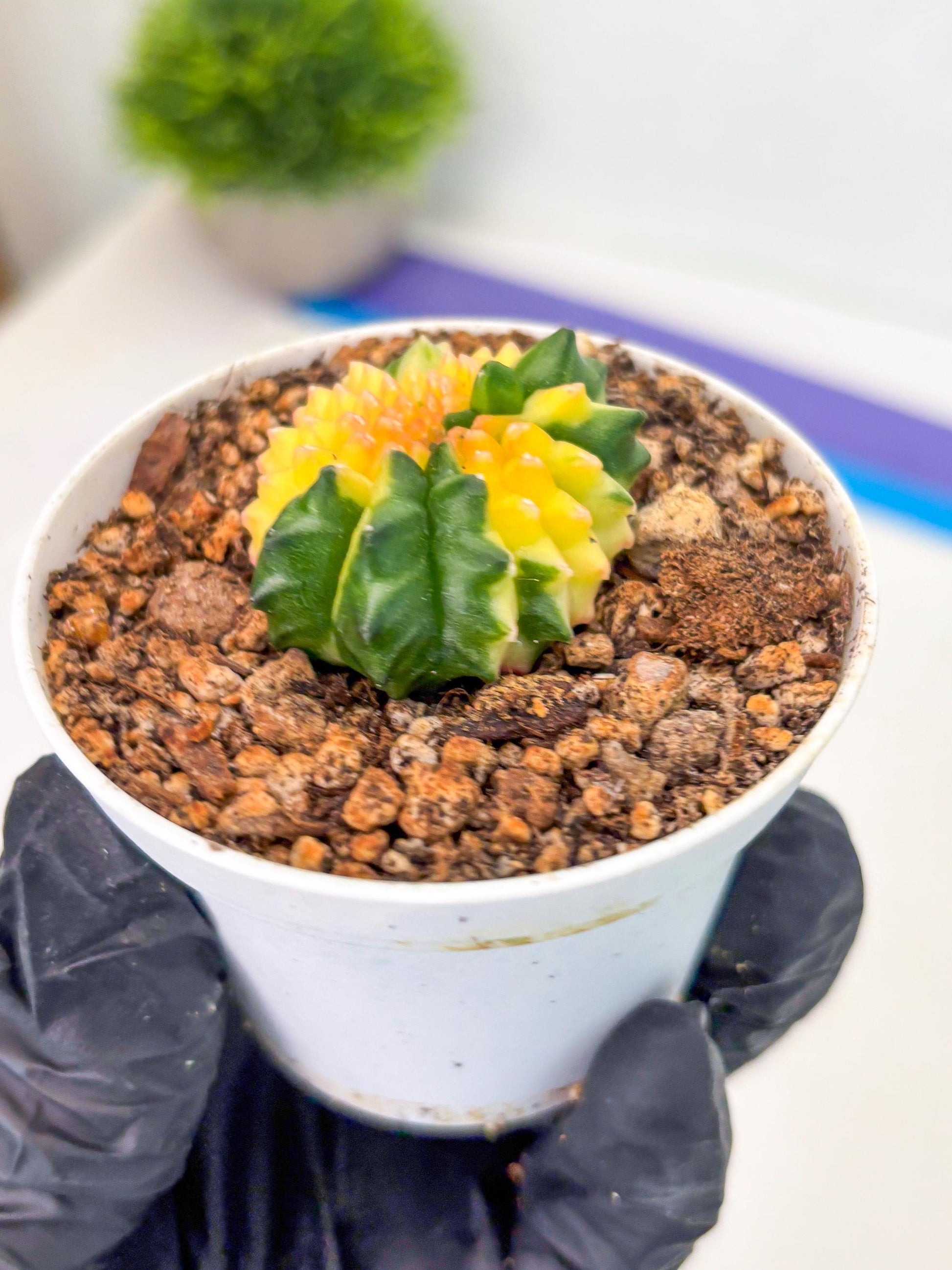 Starter Plants!! Gymnocalycium Inermis Cristata | (gy10) (b7)