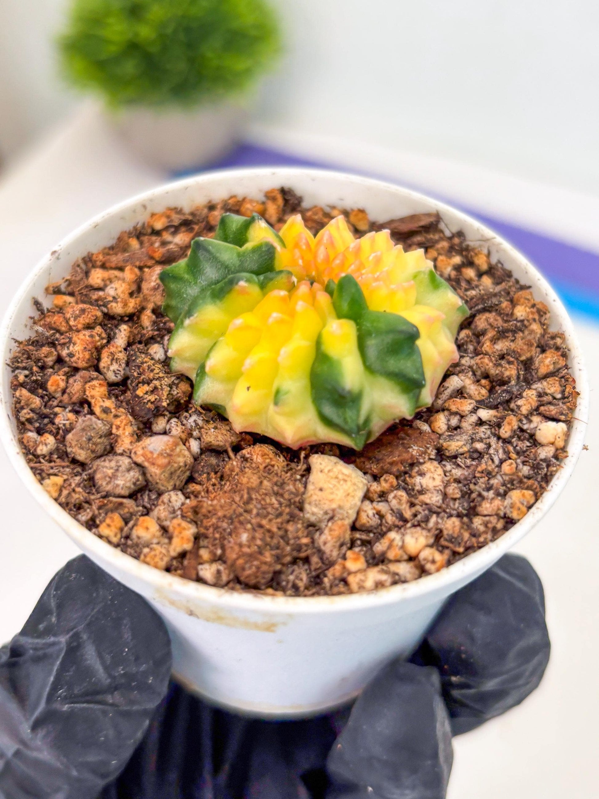 Starter Plants!! Gymnocalycium Inermis Cristata | (gy10) (b7)