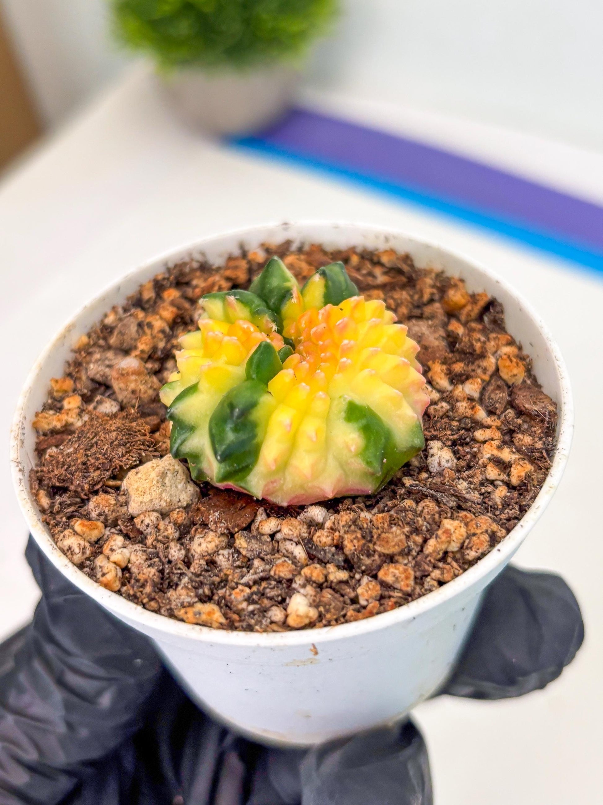 Starter Plants!! Gymnocalycium Inermis Cristata | (gy10) (b7)