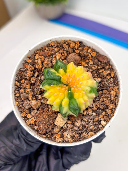 Starter Plants!! Gymnocalycium Inermis Cristata | (gy10) (b7)