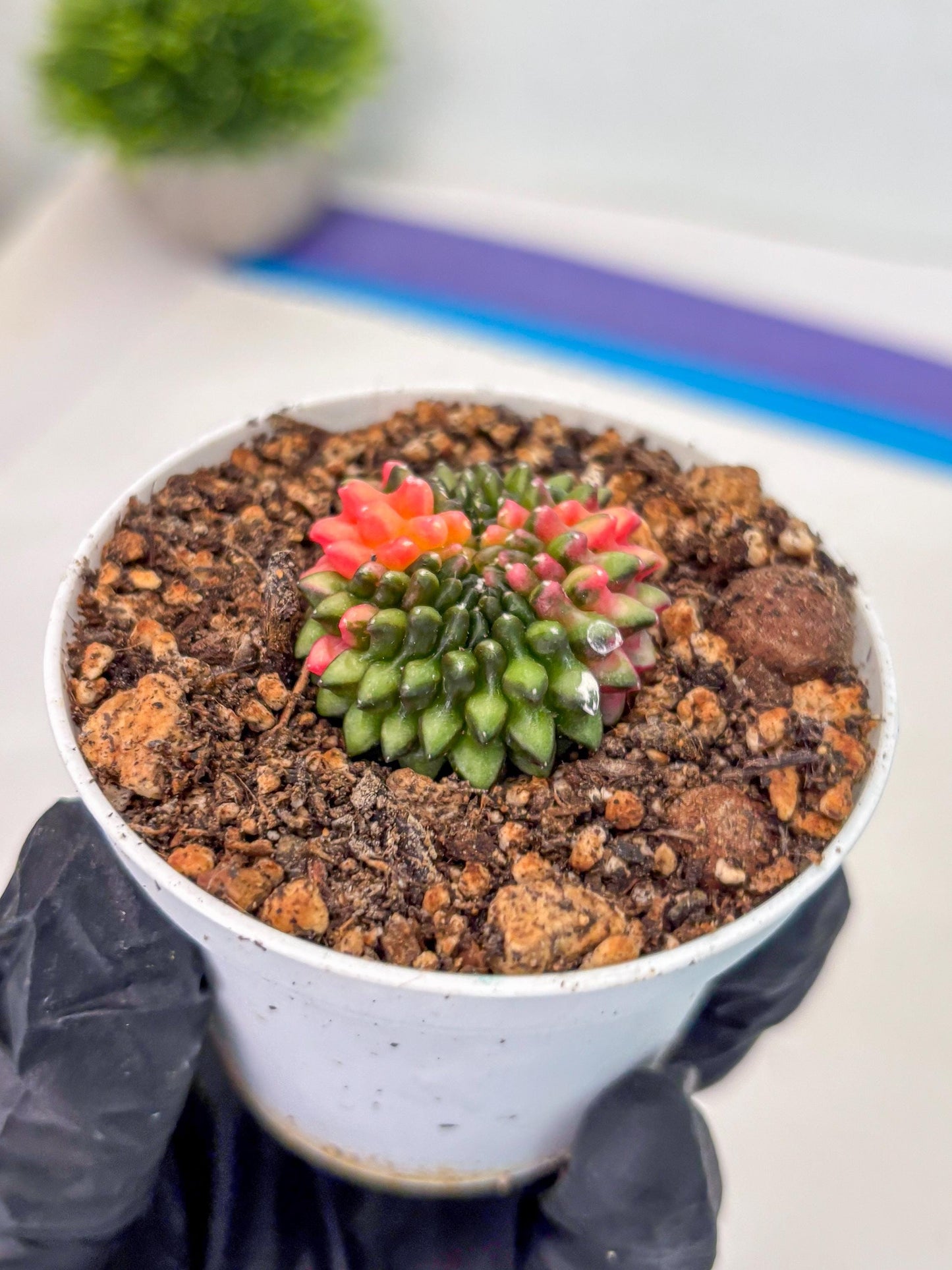 Starter Plants!! Gymnocalycium Inermis Cristata | (gy10) (r1)