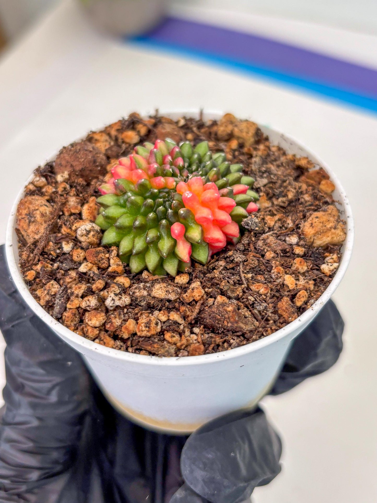 Starter Plants!! Gymnocalycium Inermis Cristata | (gy10) (r1)