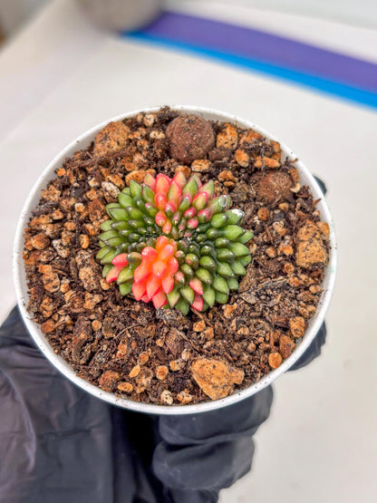 Starter Plants!! Gymnocalycium Inermis Cristata | (gy10) (r1)