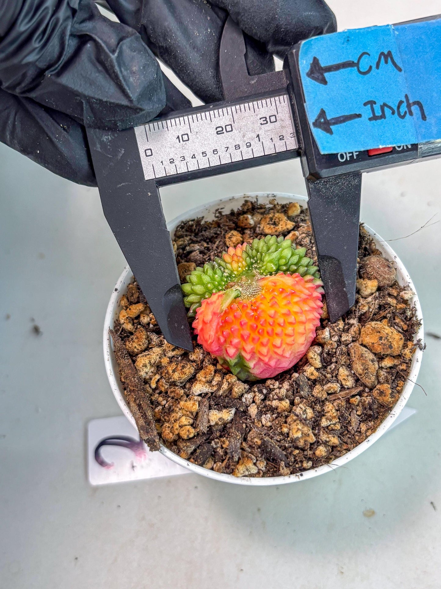 Starter Plants!! Gymnocalycium Inermis Cristata | (gy10) (r2)