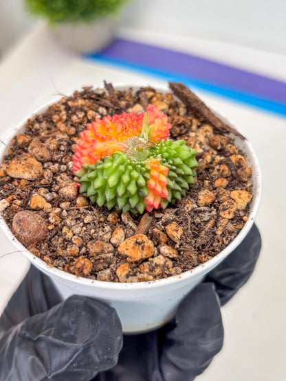 Starter Plants!! Gymnocalycium Inermis Cristata | (gy10) (r2)