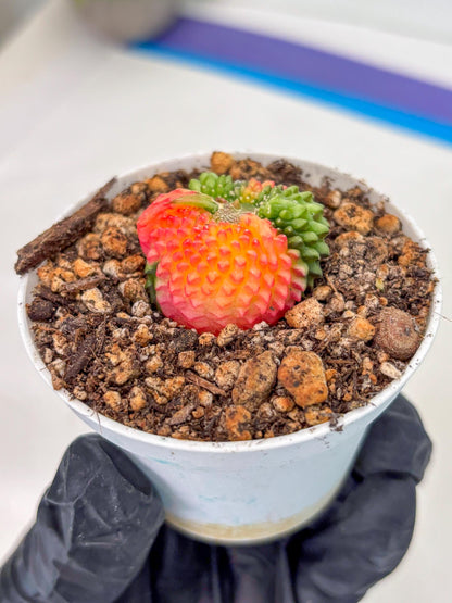 Starter Plants!! Gymnocalycium Inermis Cristata | (gy10) (r2)
