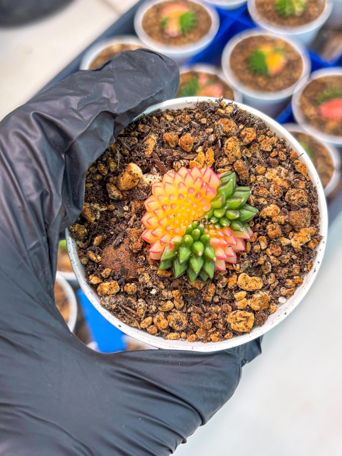 Starter Plants!! Gymnocalycium Inermis Cristata | (gy10) (r3)