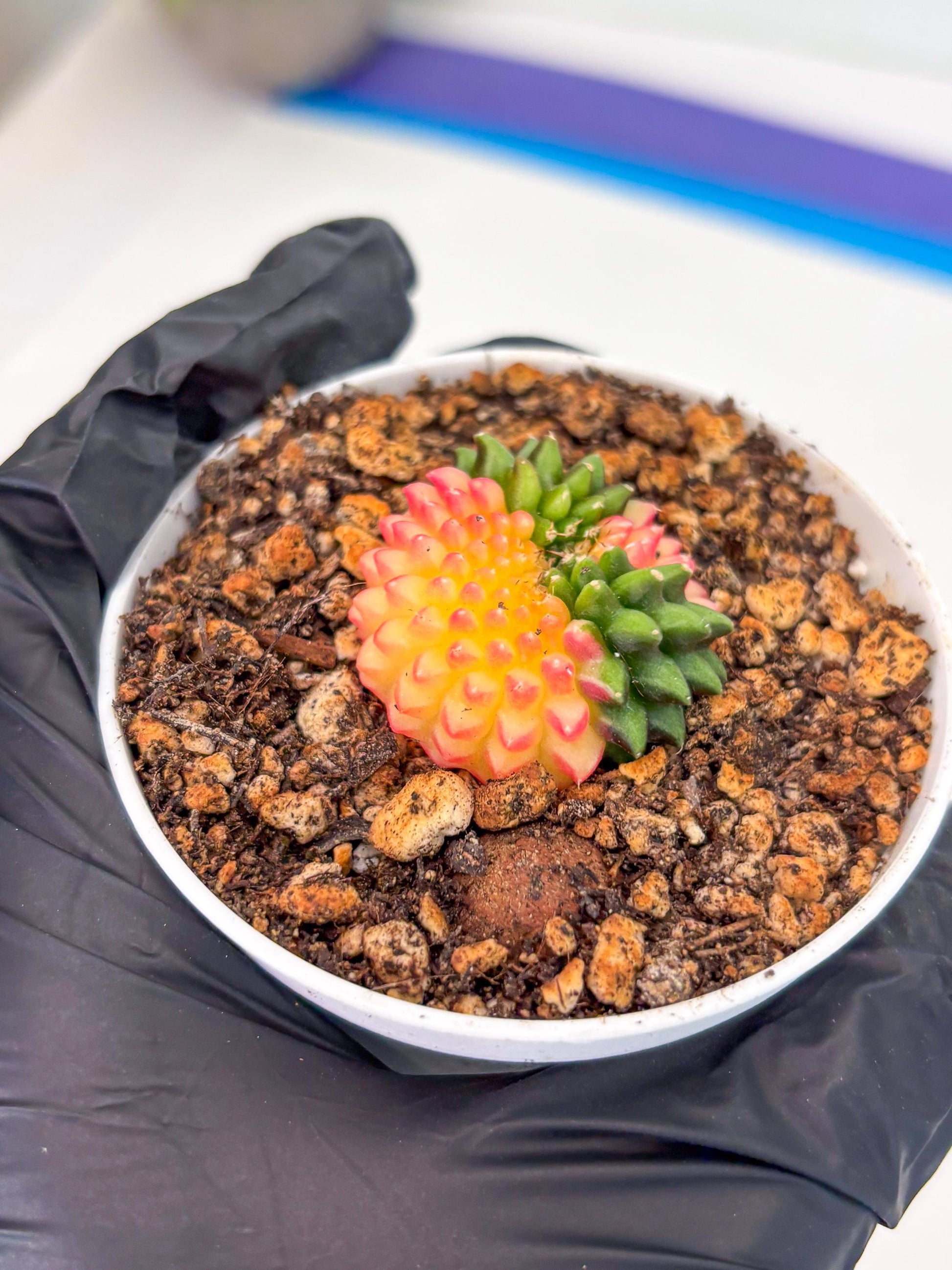 Starter Plants!! Gymnocalycium Inermis Cristata | (gy10) (r3)