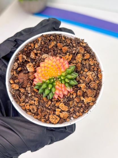 Starter Plants!! Gymnocalycium Inermis Cristata | (gy10) (r3)
