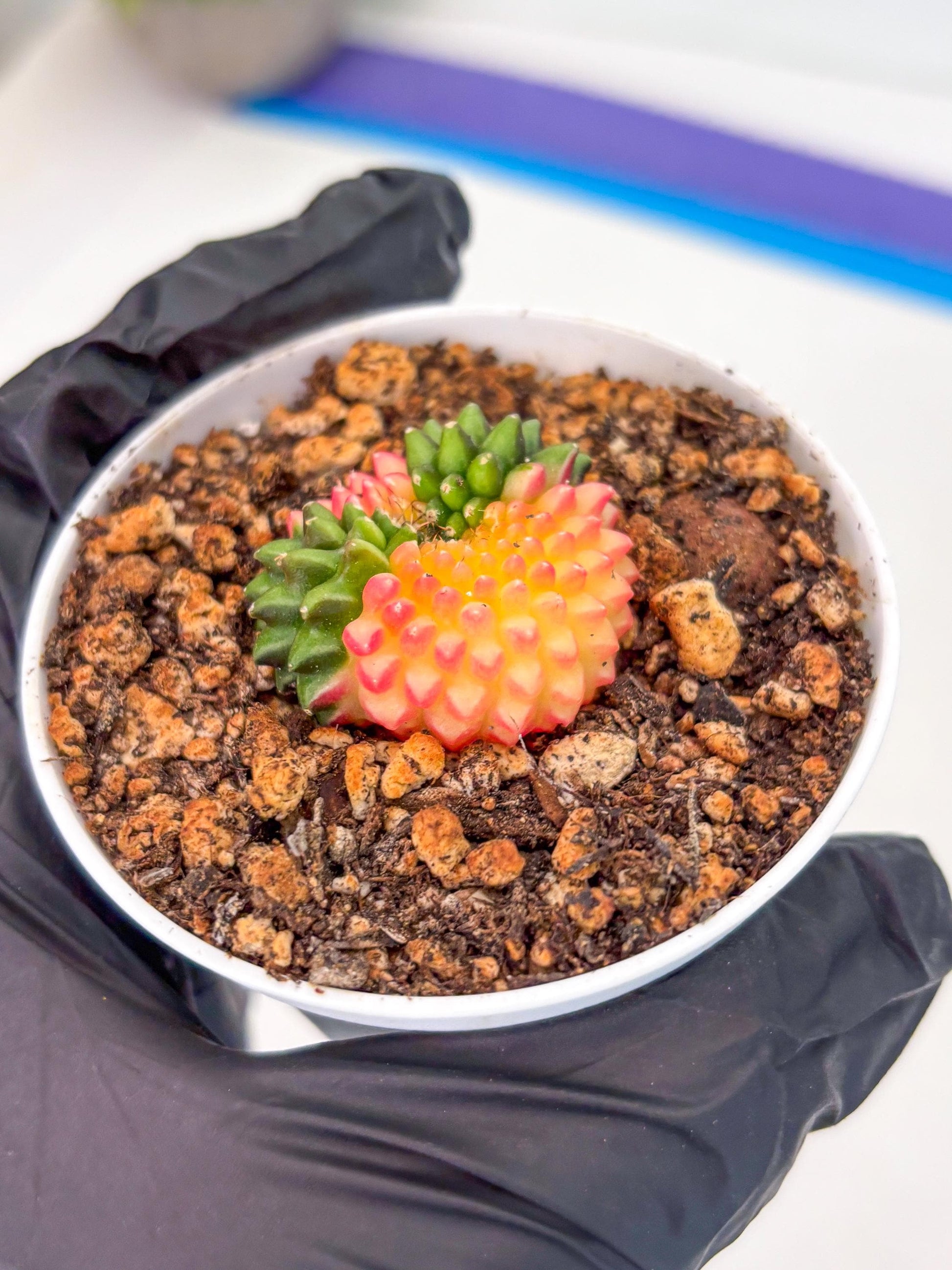 Starter Plants!! Gymnocalycium Inermis Cristata | (gy10) (r3)