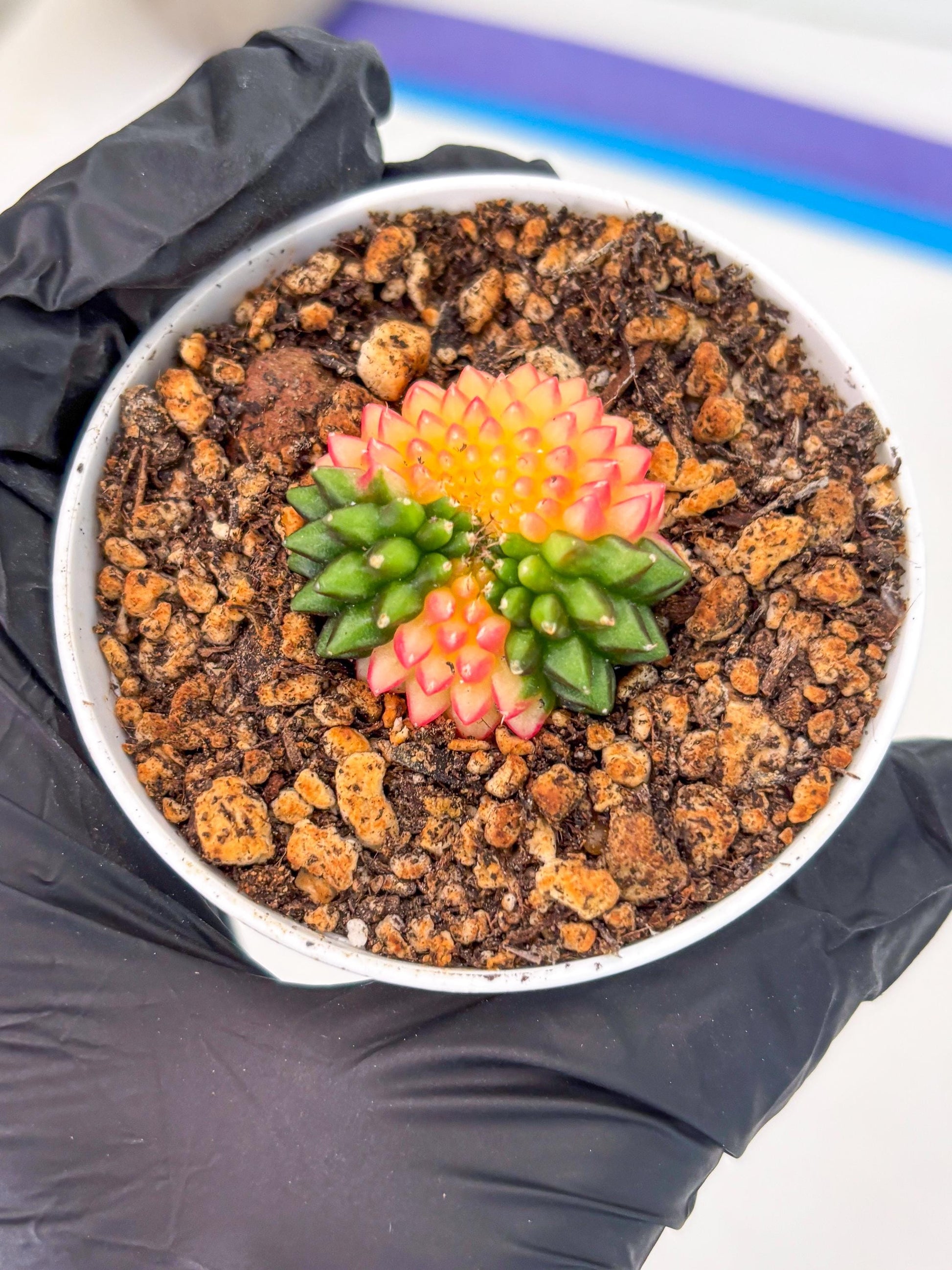Starter Plants!! Gymnocalycium Inermis Cristata | (gy10) (r3)
