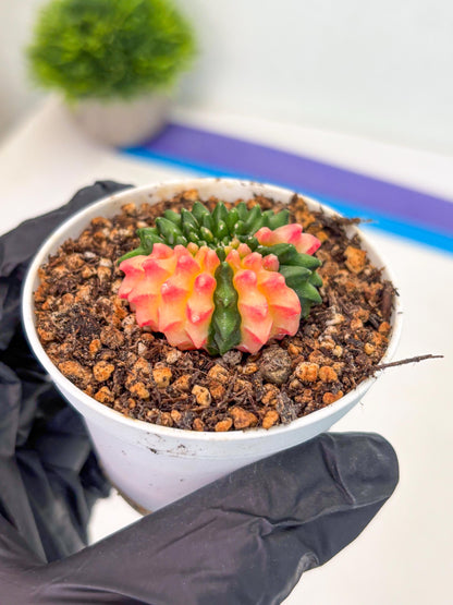 Starter Plants!! Gymnocalycium Inermis Cristata | (gy10) (r4)