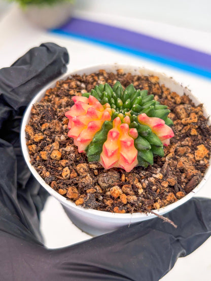 Starter Plants!! Gymnocalycium Inermis Cristata | (gy10) (r4)